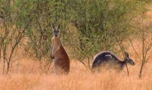Miért kenguruk hop