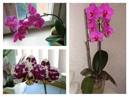 Miért orchidea elszáradt virág szára