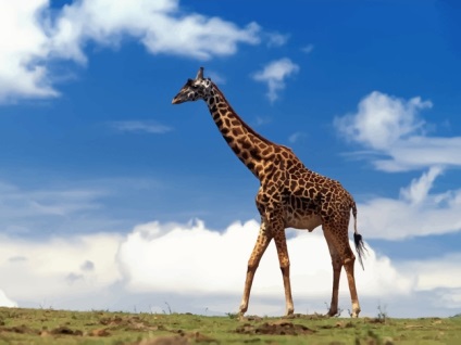 Miért ilyen hosszú nyakú zsiráf