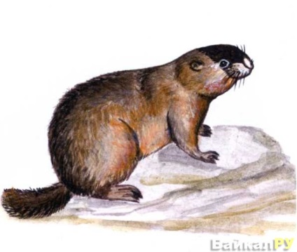 Pribaikalskiy fekete-capped mormota (Pribaikalskiy fekete-capped mormota) Pribaikalskiy fekete tetejű mormota
