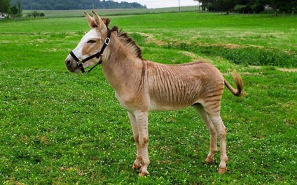 Bizarr hibridje zebra, umkra