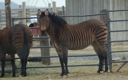 Bizarr hibridje zebra, umkra