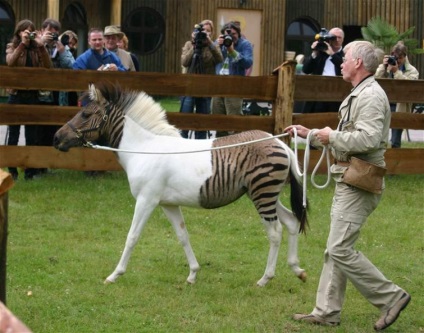 Bizarr hibridje zebra, umkra