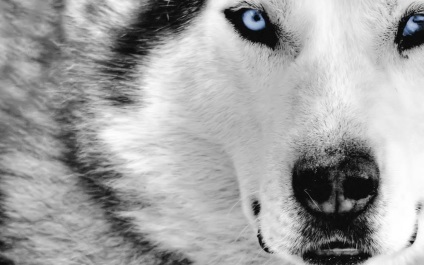 Álmodott farkas - ez azt jelenti, a magyarázatot az álmok fehér, fekete farkas falka, novoston