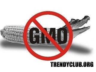 Tartalmazó termékek GMO