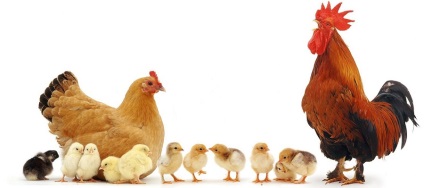 Ipari baromfi fő fajták csirkék és funkciók - ipari celhozportal