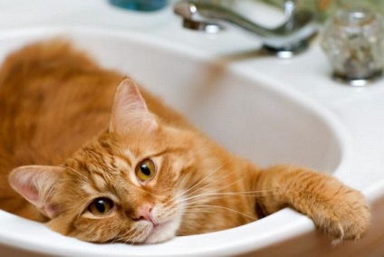 fürdés eljárás és a karcolás macska - kívül és belül