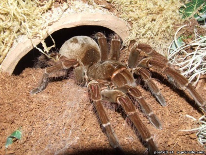 Tarantula Goliath - a legnagyobb pók a világon - 13 fotó - kép - képek természetes világ