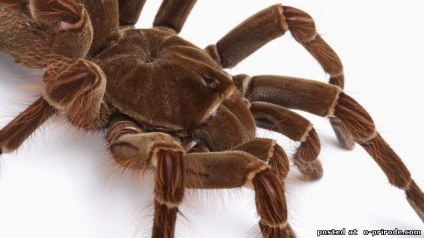 Tarantula Goliath - a legnagyobb pók a világon - 13 fotó - kép - képek természetes világ