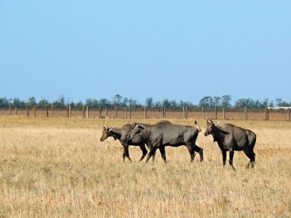 Utazás a Reserve Askania Nova (Askania Nova) Utazás a Reserve Askania Nova