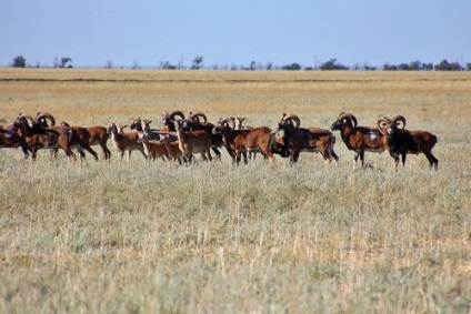 Utazás a Reserve Askania Nova (utazás) Utazás a Reserve Askania Nova