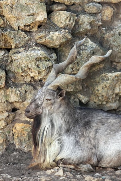 Utazás a Reserve Askania Nova (Aszkaniosz) Utazás a Reserve Askania Nova