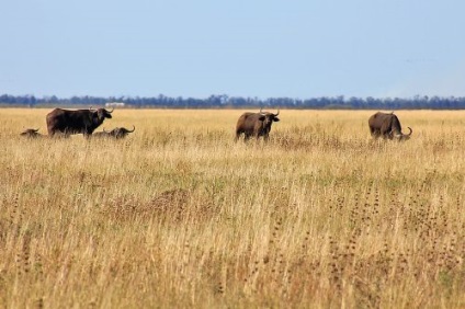 Utazás a Reserve Askania Nova (Reserve) Utazás a Reserve Askania Nova