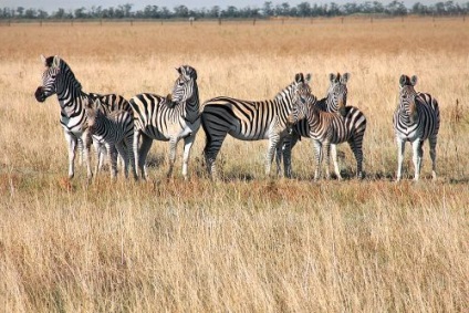 Utazás a Reserve Askania Nova (Aszkaniosz) Utazás a Reserve Askania Nova