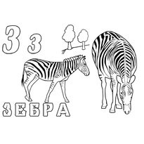 A színezés a zebra