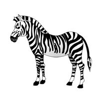 A színezés a zebra