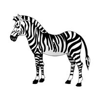 Színező Zebra (Zebra) A színezés a zebra
