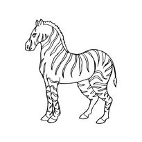 A színezés a zebra