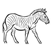 A színezés a zebra