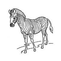 A színezés a zebra