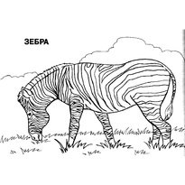 A színezés a zebra