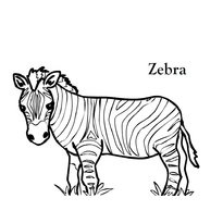 A színezés a zebra