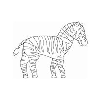 A színezés a zebra