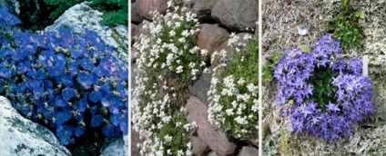 Рослини для альпійської гірки