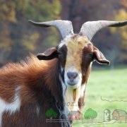 Tenyészkecske mint üzleti, a jövedelmezőség és a kilátásba helyezett