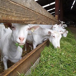 Розведення кіз як бізнес, рентабельність козоводства