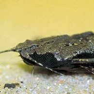 Stud harcsa (harcsa) tenyésztés harcsa