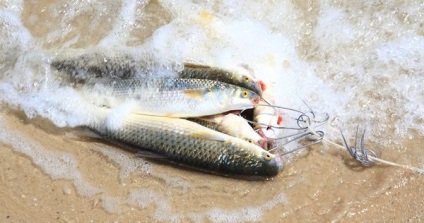 Fishing on a Azovi-tenger, halászat Azovi