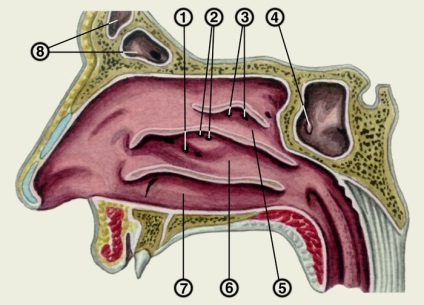 Rhinosinusopathy (allergiás, agy, polypous)