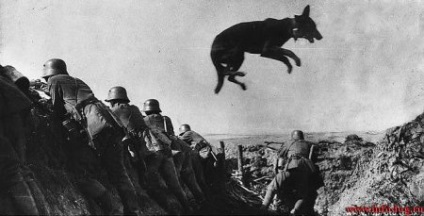 Közelharc az emberek és a kutyák a nácik