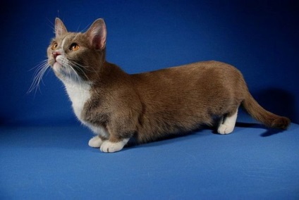 A legkisebb fajta macskák a világ