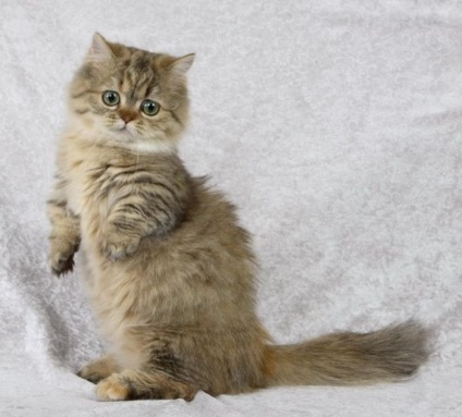 A legkisebb fajta macskák a világ