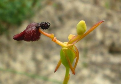 A legkisebb virág a világon, izbachitalnja