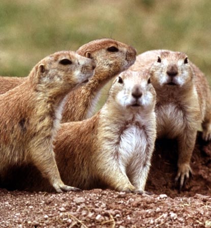 A család a rágcsálók mókus között - prérikutyák