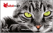Kisállatüzletek hálózat - ezhkin cat (hálózati) Kisállatüzletek hálózat - ezhkin macska
