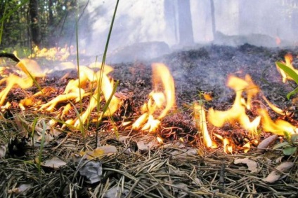 A büntetést a tűz az erdőben bírságok tábortüzek a természet és a büntetések gyújtogatás fű