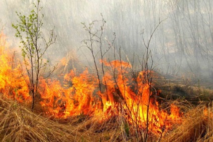 A büntetést a tűz az erdőben bírságok tábortüzek a természet és a büntetések gyújtogatás fű