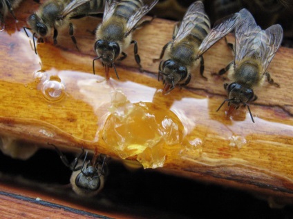 Szirup tavaszi méhek arányok és a szirup koncentrációja kaptárrendszerre