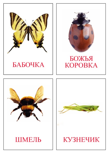 Letöltés kártyák - képek a rovarok