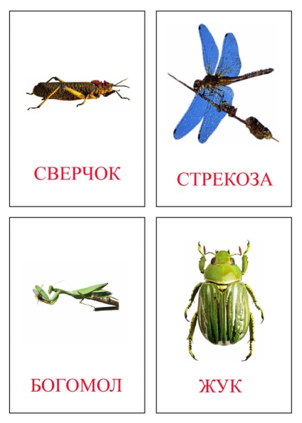Letöltés kártyák - képek a rovarok