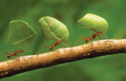 Milyen nehéz a hangya tudja emelni a terhelést, és miért a hangyák olyan erős