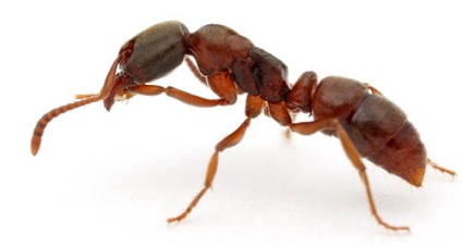 Milyen nehéz a hangya tudja emelni a terhelést, és miért a hangyák olyan erős