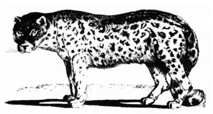 Snow Leopard (Emberek köti) hópárduc