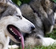 Kutya alaszkai malamut fajta leírás, fotók, árak kölykök vélemények