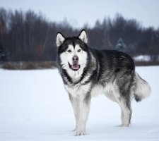 Kutya alaszkai malamut fajta leírás, fotók, árak kölykök vélemények