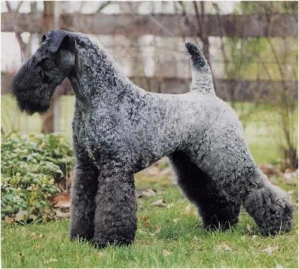 Kutya Bedlington Terrier